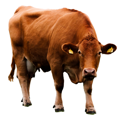 Cow