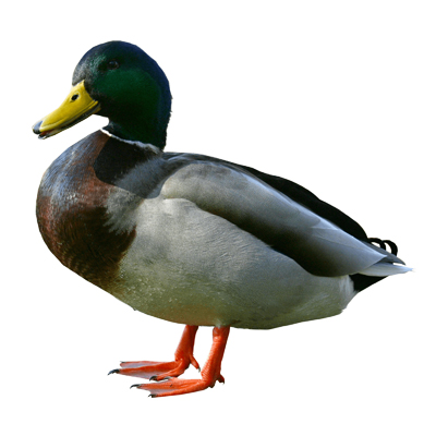 Duck