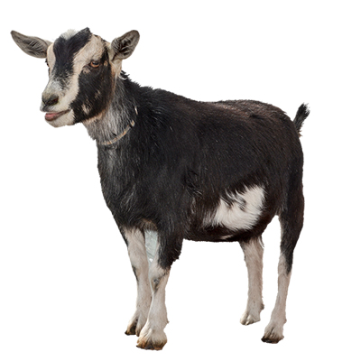 Goat