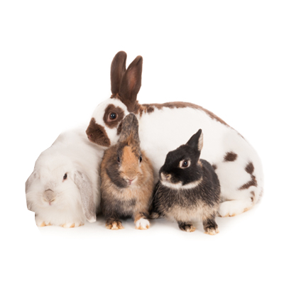 Rabbits
