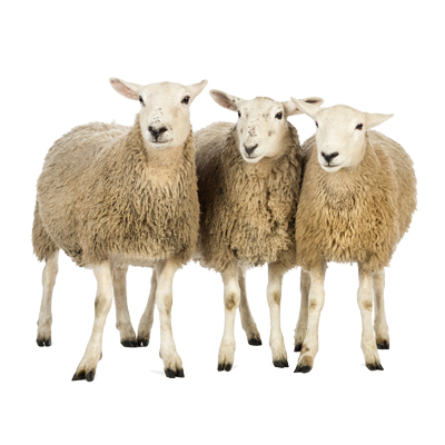 Sheep