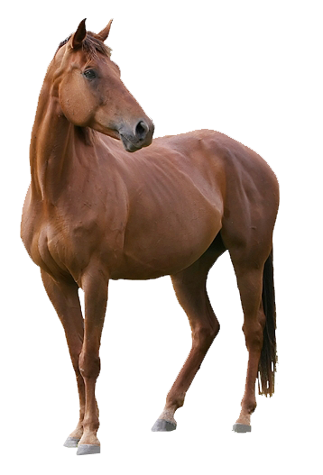 horse